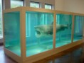 /album/galeria-de-fotos/damien-hirst-shark-1-1-jpg/